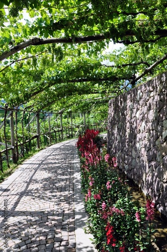 Spalier im Schloßgarten Trauttmannsdorff photo