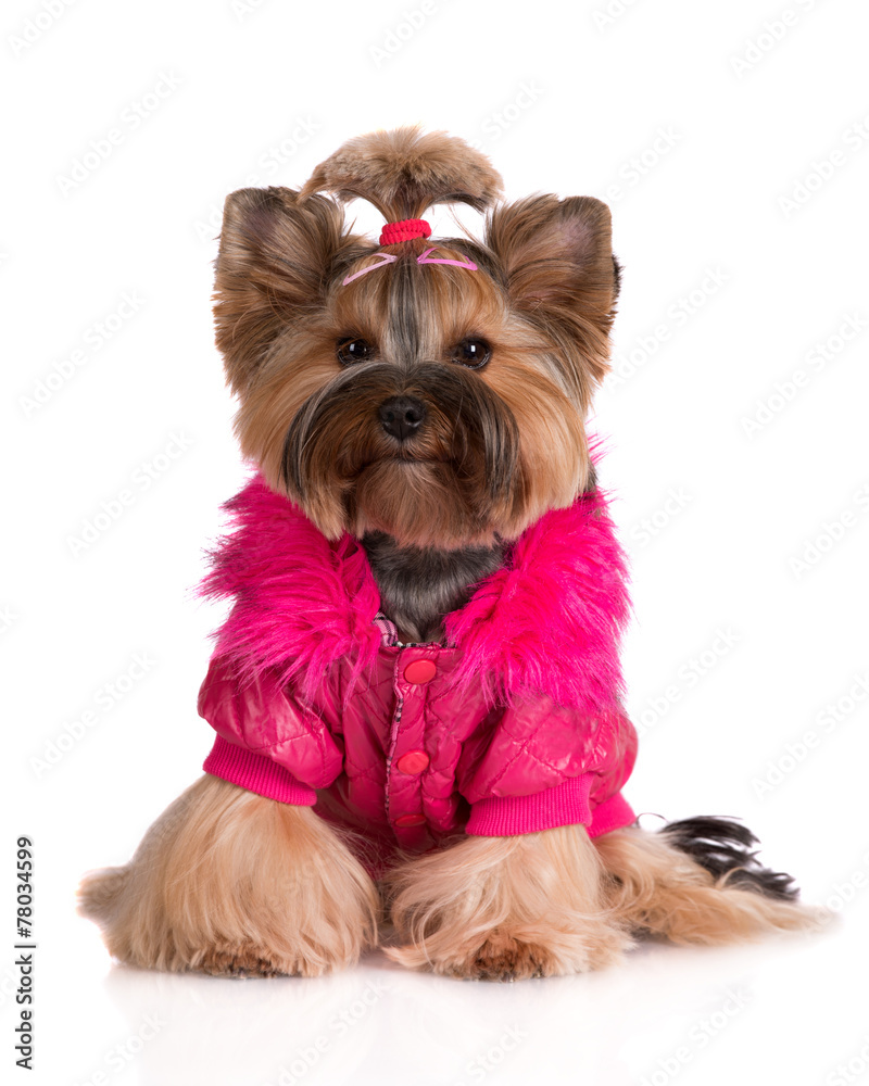 yorkshire terrier dog in a pink jacket yorkshire terrier dog in a pink jacket