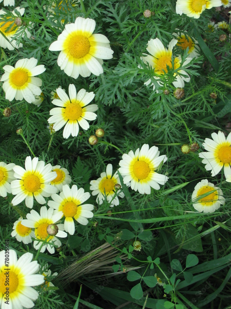 Obraz premium Fiore e Fiori