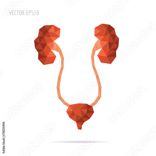 Urinary system faceted