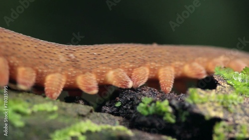 Peripatus or velvet worm in the rainforest, Ecuador photo