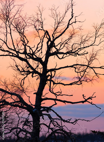 tree at sunset background