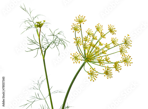 Foto flowers of dill