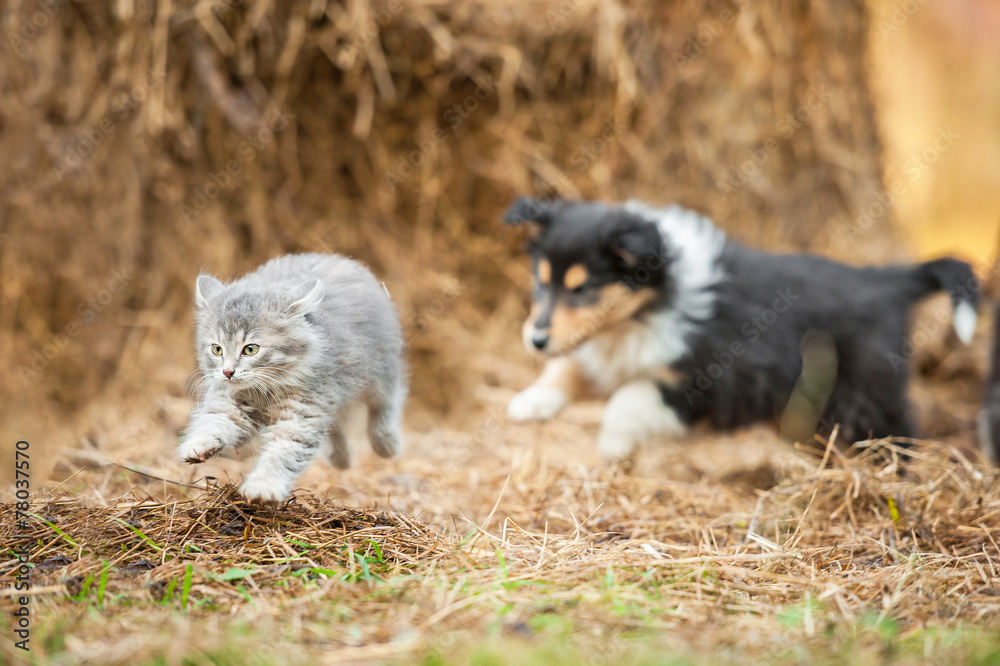 Fototapeta premium Rough collie puppy running behind little grey kitten