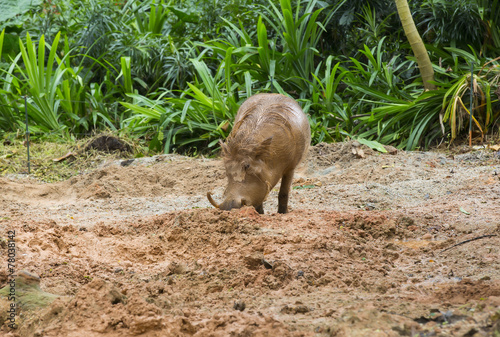 adult warthog digging in the mud puddle