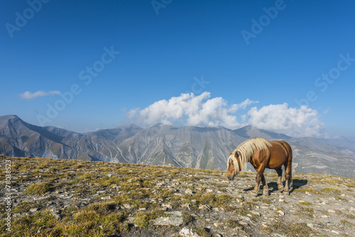Horse on the edge of a mountain,Ecrins,Alps,France