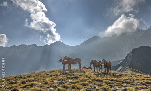 A group of horses in a meadow in front of the Aiguille d Arves m