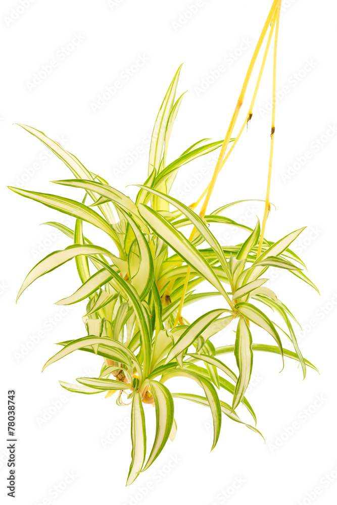 Obraz premium Plante araignée, Phalangère, Chlorophytum