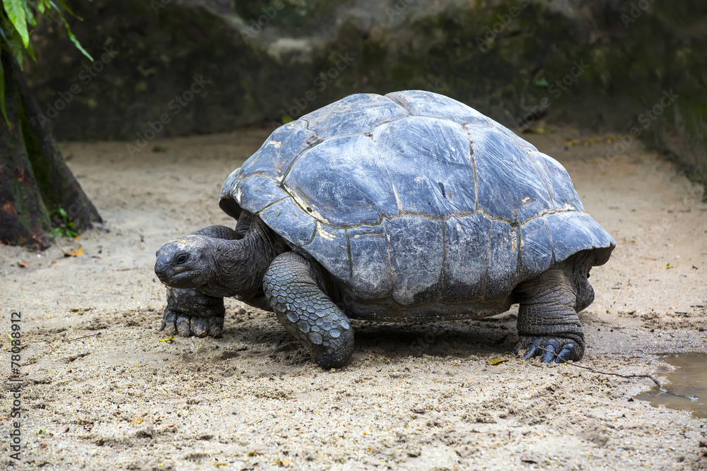 Galapagos tortoise big shot close-up Galapagos tortoise big shot close-up