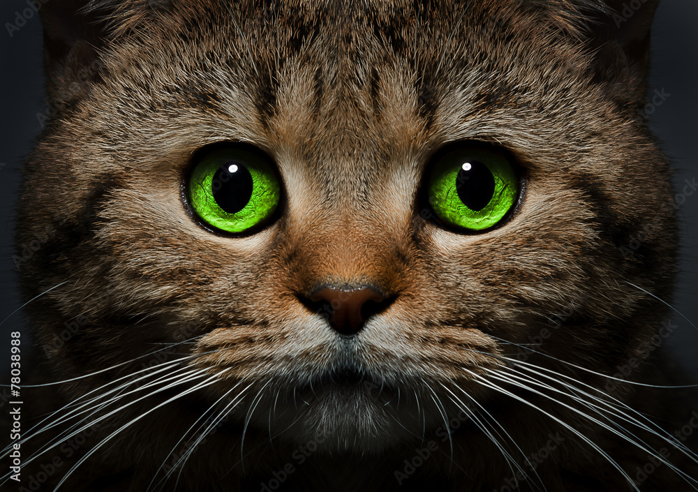 Portrait of a cat Scottish Straight with green eyes Portrait of a cat Scottish Straight with green eyes