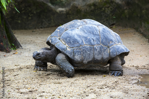 Galapagos tortoise big shot close-up