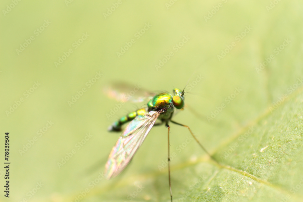 close-up extreme macro little insect soft focus details nature b close-up extreme macro little insect soft focus details nature b