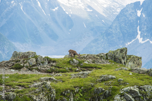 Obraz na plátně Alpine goat on a rock