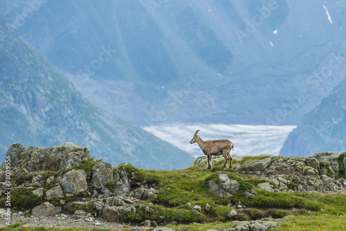 Fotografie Alpine goat on a rock