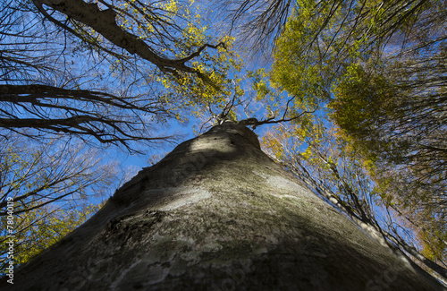 Foliage of holm and blue sky, autumn, forest Casentinesi, Tuscan