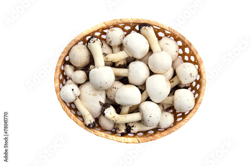 Raw white wild mushrooms champignons Agaricus in basket
