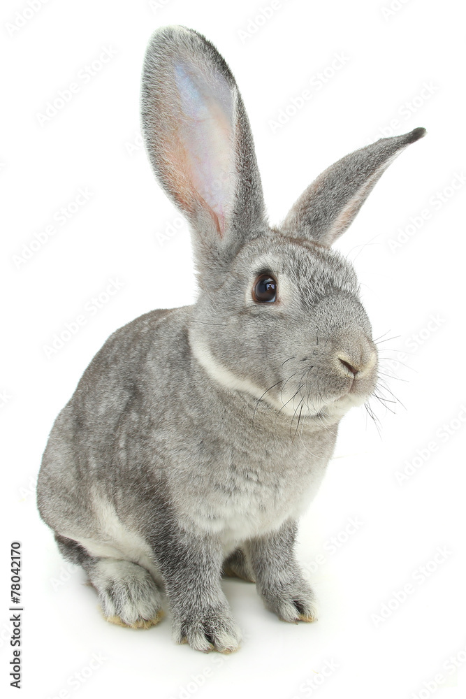 Obraz premium gray rabbit