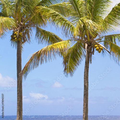 cocotiers des îles photo