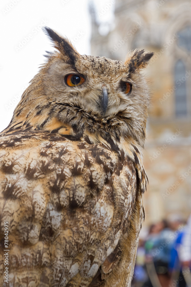 Fototapeta premium Buho real en exhibición publica