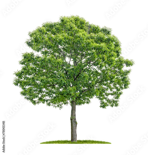 isolated chestnut tree on a white background photo