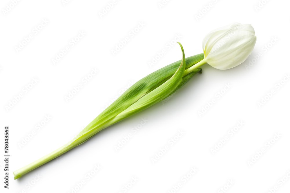 Fototapeta premium white tulip