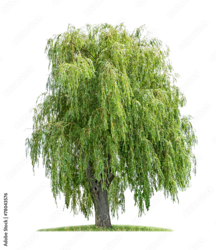 Obraz premium isolated weeping willow on a white background