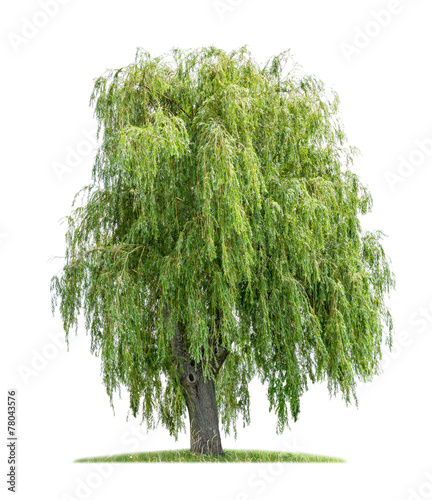 isolated weeping willow on a white background photo