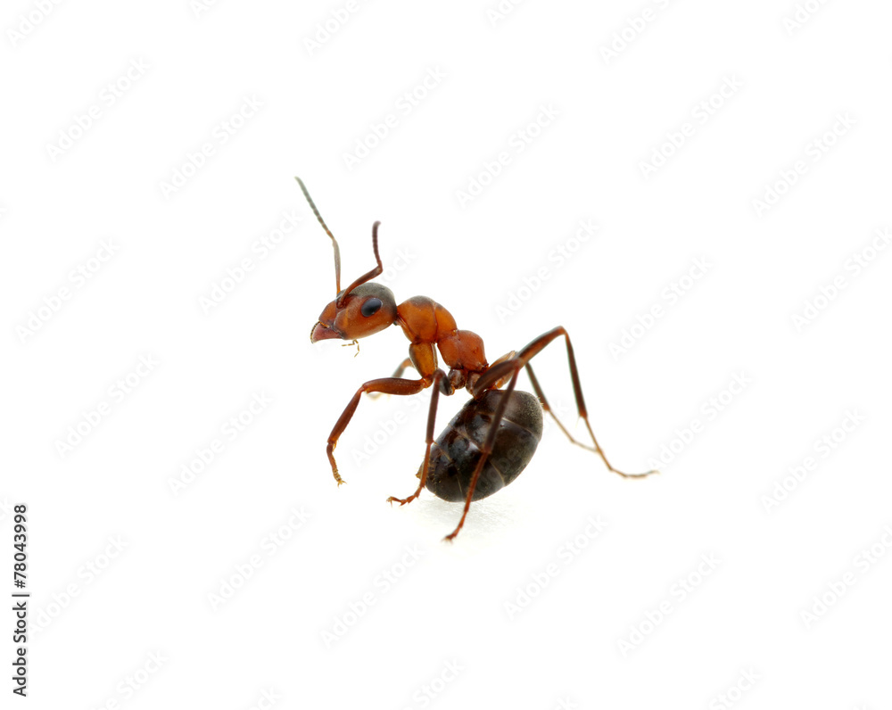 Ant on white Ant on white