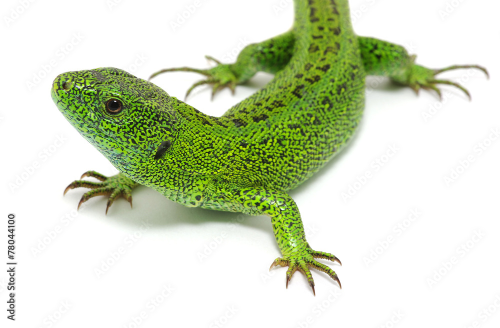 Obraz premium green lizard