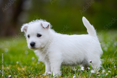 Westi Puppy - Dog West Highland Whithe photo