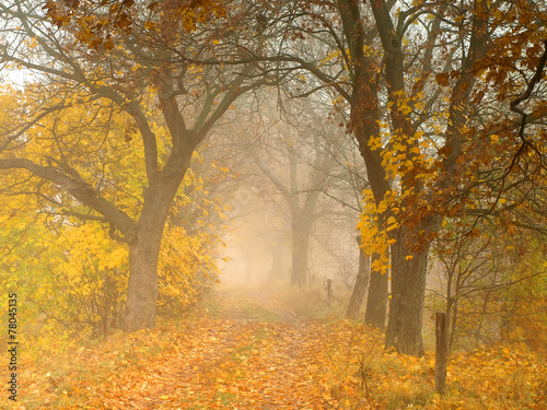 Autumn foggy colorful road