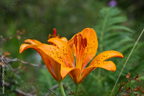 Giglio rosso di San Giovanni (Lilium bulbiferum croceum) photo