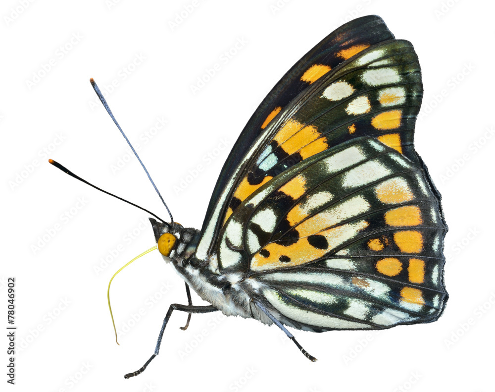 Obraz premium Butterfly (Sephisa dichroa) 25