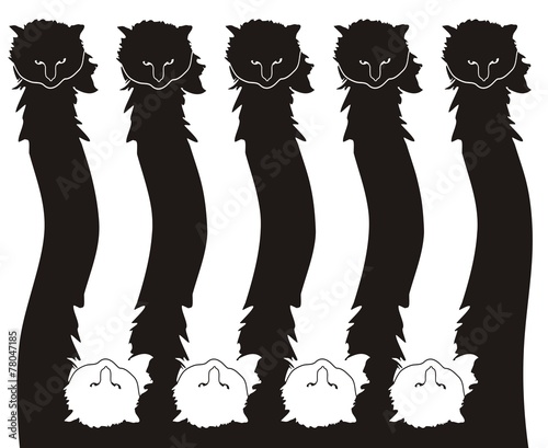 cat pattern
