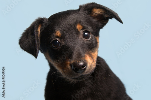 cute puppy, isolated on light blue background