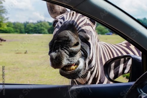 Fototapeta Naklejka Na Ścianę i Meble -  portrait of funny faces Zebra