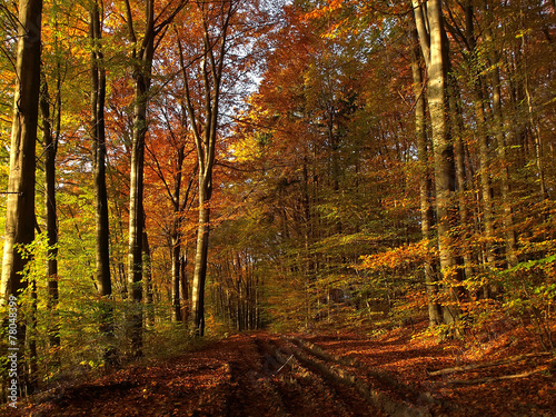 Autumn colorful forest