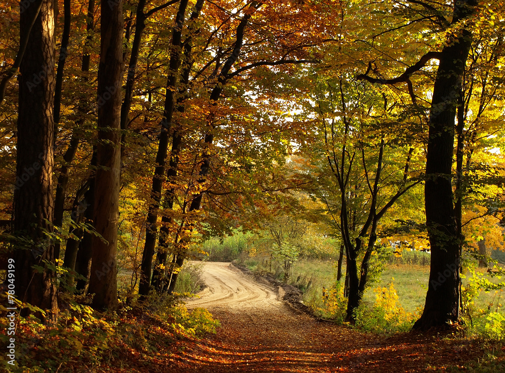 Obraz premium Autumn colorful forest