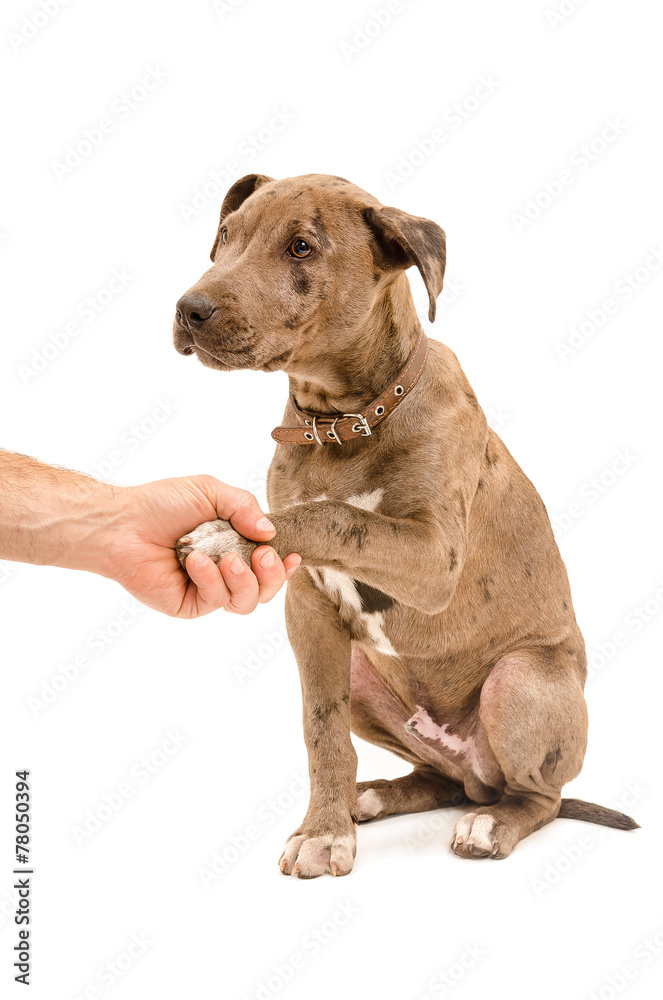 Pit bull puppy gives paw