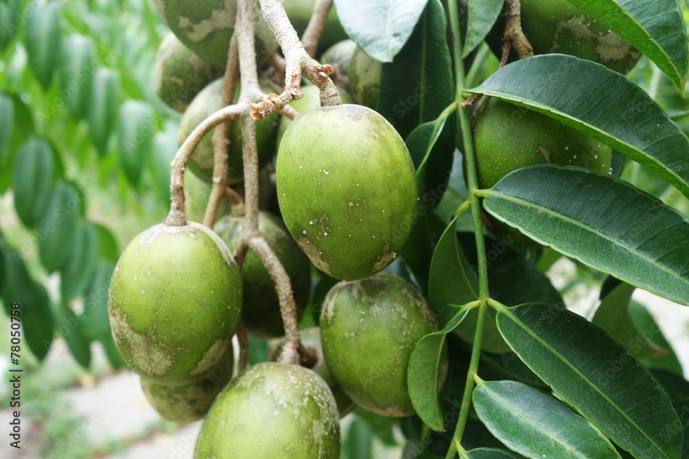 Ambarella fruits on the tree