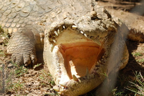 Crocodile