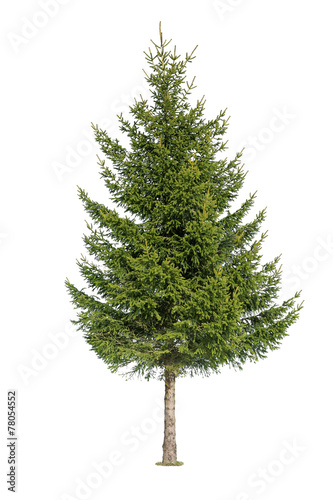 Fotomurale Tree isolated on white background