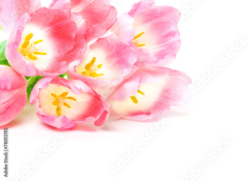 Rosa Tulpen  wei  er Hintergrund