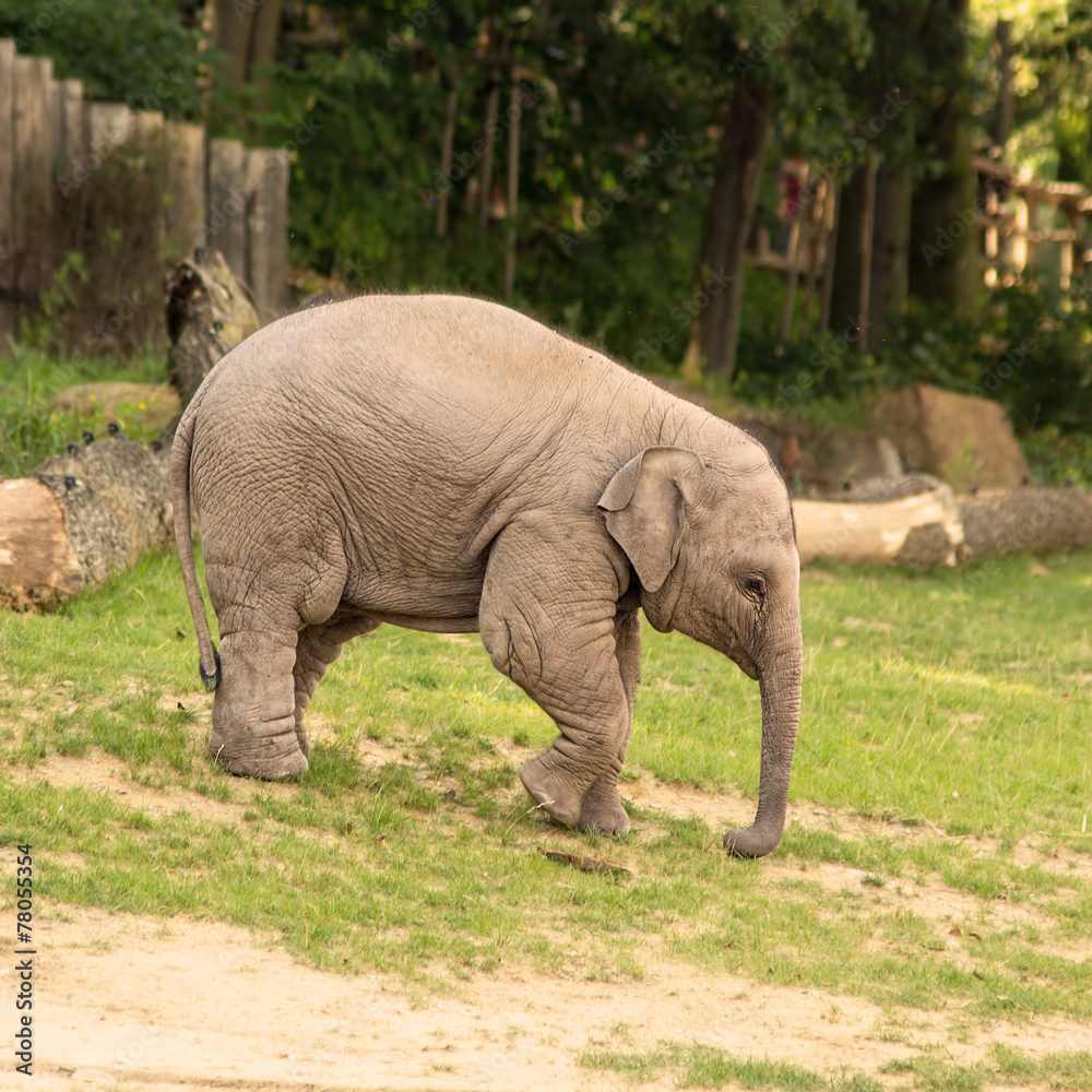 Fototapeta premium Sad baby elephant