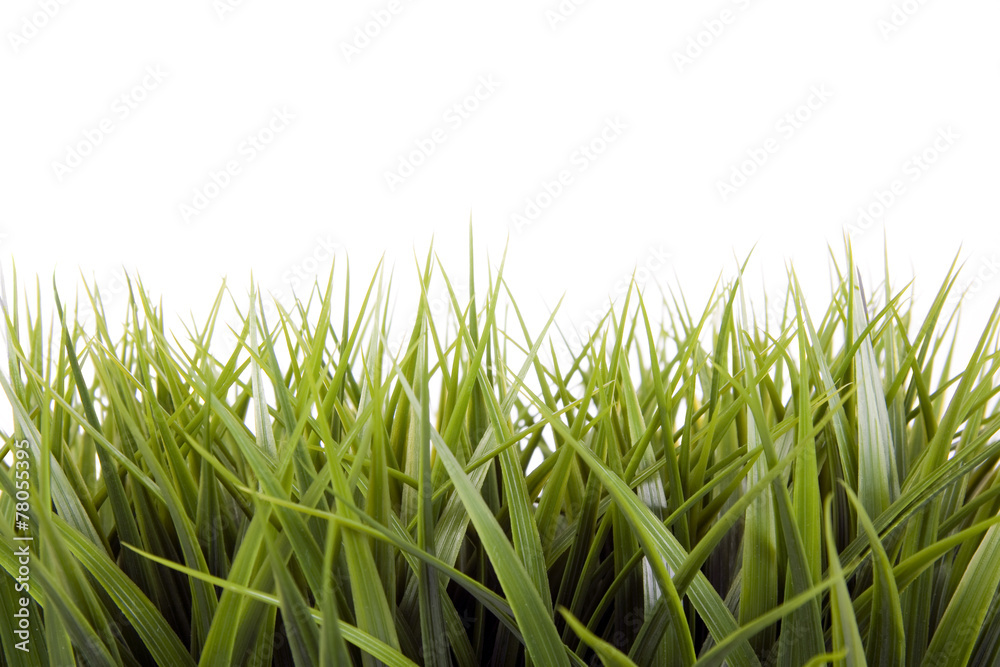 Fototapeta premium A Green grass over a white background