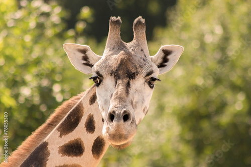 Photography Portrait of a girrafe