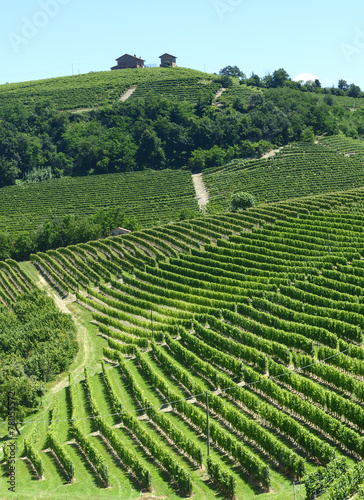 Summer landscape in Langhe (Italy)