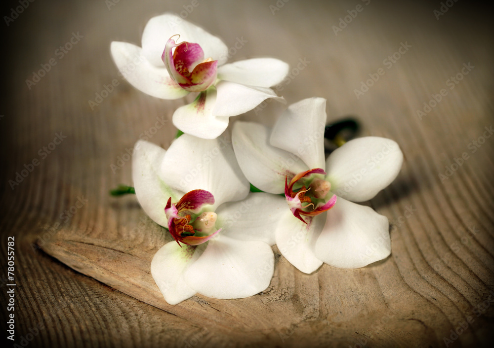 Beautiful flower Orchid in vintage style