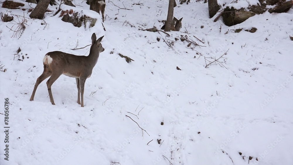 Deer roe foraging for food in the snowy woods, 4k, real time, Deer roe foraging for food in the snowy woods, 4k, real time,
