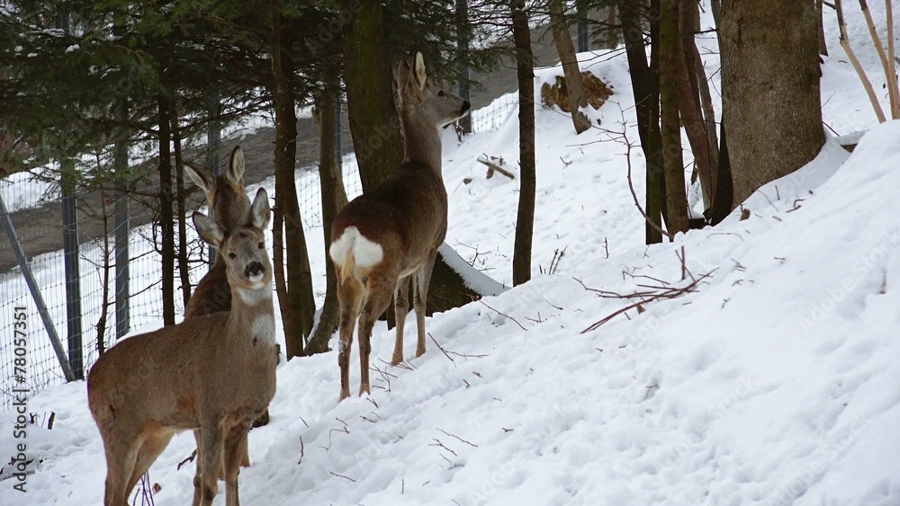 Deer roe foraging for food in the snowy woods, 4k, real time, Deer roe foraging for food in the snowy woods, 4k, real time,